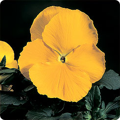 Виола крупноцветковая Селло Пьюр Еллоу, 100шт. Профессиональная упаковка фото в интернет-магазине "Сортовые семена"