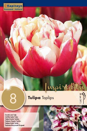 Тюльпан Топлипс фото в интернет-магазине "Сортовые семена"