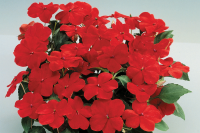 Фото Бальзамин Баланс F1 Ред, Hem Genetics, фас. 1000