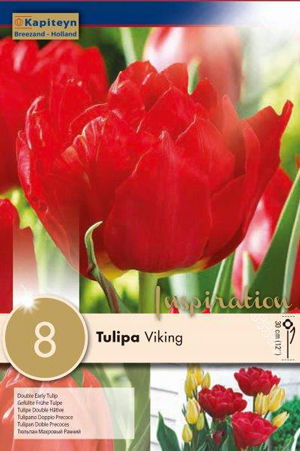 Тюльпан Викинг фото в интернет-магазине "Сортовые семена"