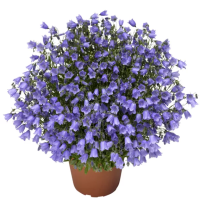 Фото Колокольчик кохлериафолиа Свингин Белз Блю, Syngenta, фас. 1000