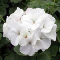 Пеларгония зональная Мультиблум Вайт, 100шт. Профессиональная упаковка