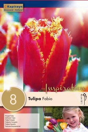 Тюльпан Фабио фото в интернет-магазине "Сортовые семена"