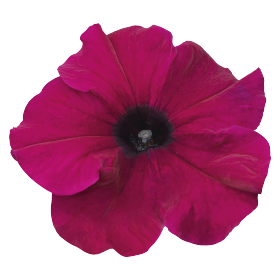 Петуния грандифлора Саксесс Эйч Ди Бургунди, Benary, фас. 1000 фото в интернет-магазине "Сортовые семена"