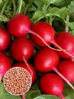 Редис Парат (1 кг)
