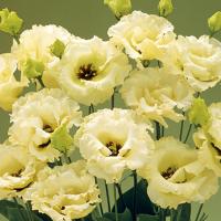 Эустома крупноцветковая Корелли III Еллоу, 100шт. Профессиональная упаковка