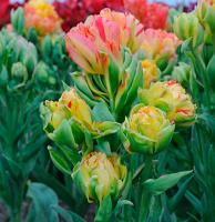 Фото Тюльпан многоцветковый Фруткоктейль серия Люкс
