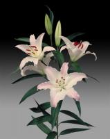 Лилия Марко Поло Восточные гибриды