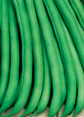 Фасоль овощная Московская белая зеленостручная 556 гриппер фас.5г S фото в интернет-магазине "Сортовые семена"
