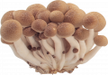 Мицелий грибов в интернет -магазине "Сортовые семена"