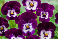 Фото Фиалка рогатая Корина F1 Виолет Ай, Hem Genetics, фас. 100