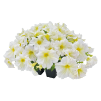 Фото Петуния грандифлора Саксесс 360° Лайт Еллоу, Benary, фас. 1000 Фото Петуния грандифлора Саксесс 360° Лайт Еллоу, Benary, фас. 1000