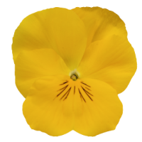 Виола ампельная Хайфлайер F1 Еллоу, Benary, фас. 1000 Виола ампельная Хайфлайер F1 Еллоу, Benary, фас. 1000