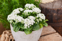 Фото Агератум F1 Алоха Вайт, Hem Genetics, фас. 1000