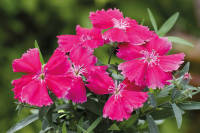 Фото Гвоздика Дивинити F1 Роуз, Hem Genetics, 1000 шт