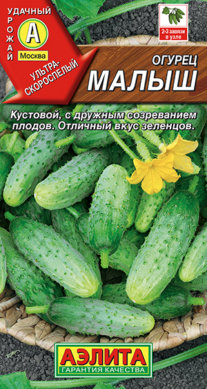 Купить Семена Огурцов Кустовой