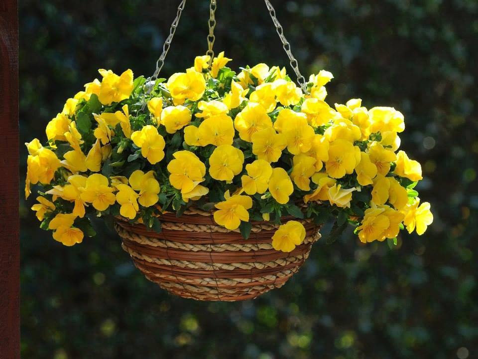 Желтые ампельные цветы для кашпо фото и названия