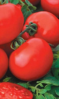 Томат Санька (Марс) Б/П 0,1 г.