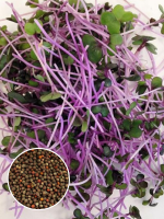 Фото Капуста кольраби светло-фиолетовая для проращивания