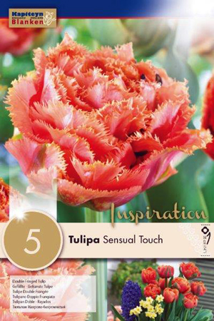 Тюльпан Сеншиал Тач фото в интернет-магазине "Сортовые семена"