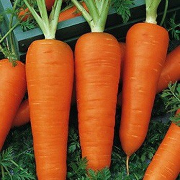 Морковь Шантенэ 2461 фото в интернет-магазине "Сортовые семена"