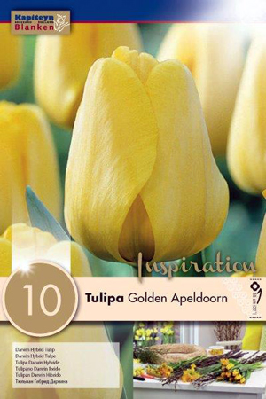 Тюльпан Голден Апельдорн фото в интернет-магазине "Сортовые семена"