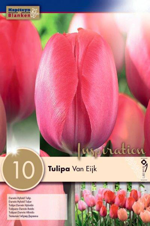 Тюльпан Ван Эйк фото в интернет-магазине "Сортовые семена"
