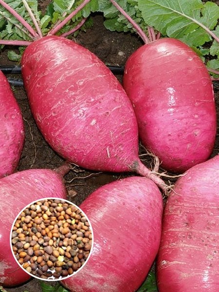 Дайкон Розовый блеск (1 кг) фото в интернет-магазине "Сортовые семена"