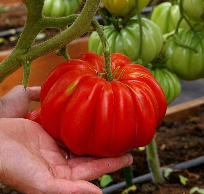 Семена нина томат назаров семен осипович