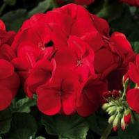 Фото Пеларгония зональная Маверик Скарлет, 250шт. Профессиональная упаковка