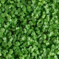 Кале (кейл) листовая зеленая семена для проращивания 