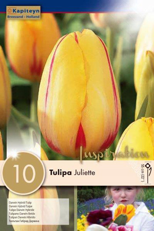 Тюльпан Джульетта фото в интернет-магазине "Сортовые семена"