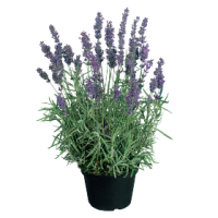 Фото Лаванда Хидкот Блю, Benary, фас. 1000