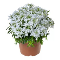 Фото Иберис вечнозеленый F1 Вистлер Вайт, Syngenta, фас. 1000