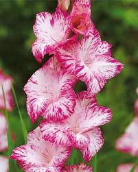 Гладиолус Бон Ваканс (крупноцветковый) фото в интернет-магазине "Сортовые семена"