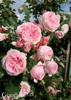 Роза Giardina
