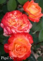 Роза Pigal 85