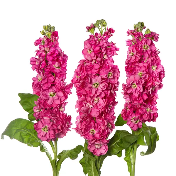 Фото Маттиола Джордин Дип Роуз, Evanthia, фас. 100