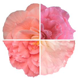 Бегония клубневая Нонстоп Мокка F1 Лайт Пинк Шейдес, Benary, фас. 100 фото в интернет-магазине "Сортовые семена"