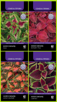Фото Колеус Визард PanAmerican Seed, Набор_1 (4 уп-ки) , ПСК