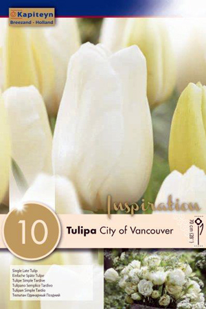 Тюльпан Сити оф Ванкувер (Простые поздн.) фото в интернет-магазине "Сортовые семена"
