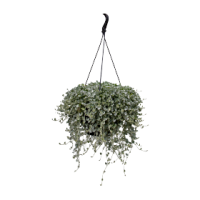 Фото Дихондра Сильвер Сёрфер, Benary, фас. 1000