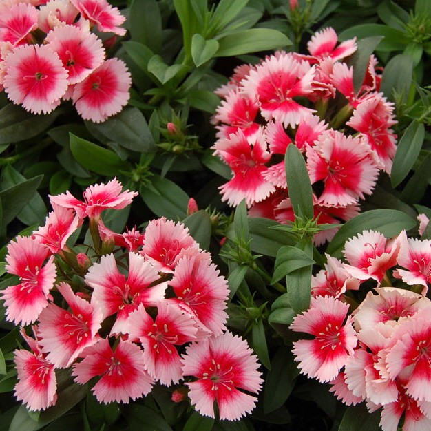Гвоздика Dianthus Diana Mix
