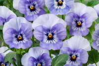 Фото Фиалка рогатая Корина F1 Марина, Hem Genetics, фас. 100