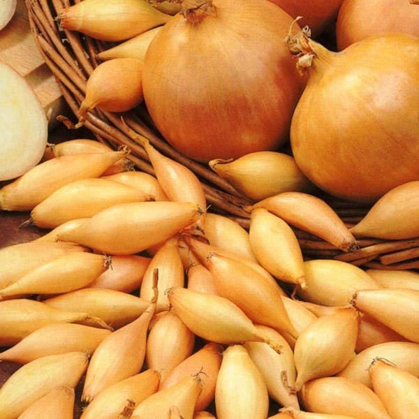 Лук репчатый севок Центурион F1 (8-21) фото в интернет-магазине "Сортовые семена"