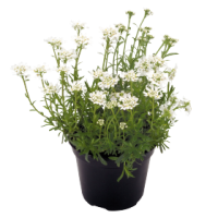 Фото Иберис вечнозеленый Сноу Флурис, Benary, фас. 1000