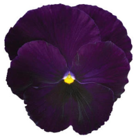 Фото Виола крупноцветковая Спринг Матрикс Парпл, 100шт. Профессиональная упаковка