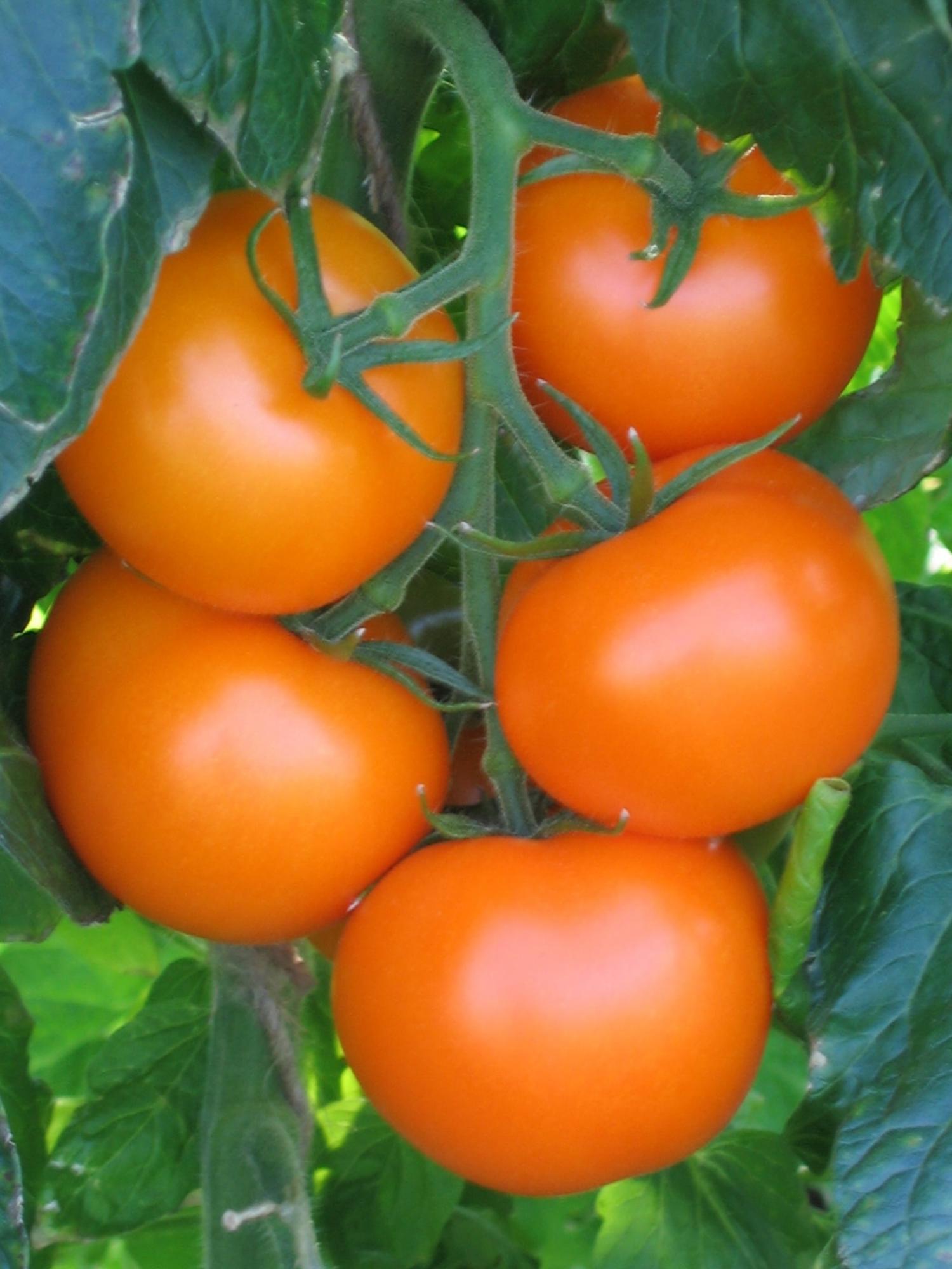Кировские семена томатов Агросемтомс