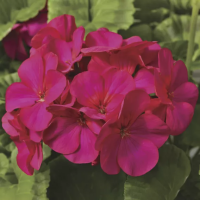 Фото Пеларгония зональная Маверик F1 Виолет, Syngenta, фас. 1000