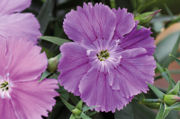 Фото Гвоздика Диана F1 Блюберри, Hem Genetics, фас. 1000